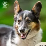 Pies do adopcji, Gdynia, 8 września 2025