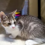 Kot do adopcji, Sopot, 7 września 2025