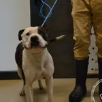 Znaleziono psa, Chełmek, 7 września 2025