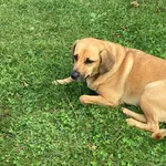 Znaleziono suczkę w Krościenku nad Dunajcem