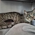 Znaleziono kota, Olsztyn, 7 września 2025