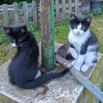 Zaginął kot, Niekarmia, 8 września 2025