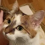 Zaginął kot, Łódź, 8 września 2025