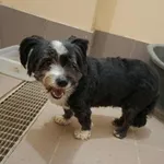 Znaleziono psa, Olsztyn, 7 września 2025