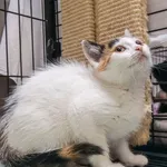 Kot do adopcji, Sopot, 7 września 2025