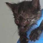 Znaleziono kota, Lublin, 5 września 2025