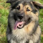 Pies do adopcji, Bydgoszcz, 7 września 2025