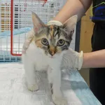 Znaleziono kota, Szczecin, 7 września 2025