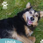 Pies do adopcji, Dąbrówka, 8 września 2025