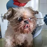 Znaleziono psa, Lublin, 7 września 2025