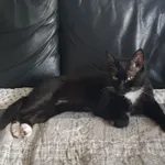 Zaginął kot, Łódź, 8 września 2025