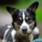 Pies do adopcji, Gdynia, 8 września 2025