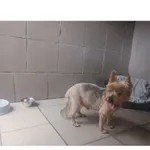 Znaleziono psa, Białystok, 8 września 2025