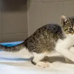 Kot do adopcji, Sopot, 7 września 2025