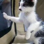 Kot do adopcji, Sopot, 7 września 2025