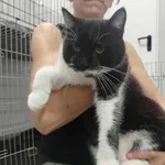 Kocurek poz. 25/626/K