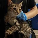 Kocurek poz. 25/625/K