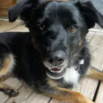 Pies do adopcji, Orzechowce, 29 sierpnia 2025