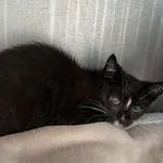 Znaleziono kota, Toruń, 7 września 2025