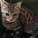 Znaleziono kota, Toruń, 7 września 2025