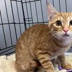 Kocurek poz. 25/620/K