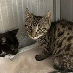 Znaleziono kota, Toruń, 7 września 2025