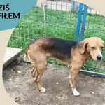 Znaleziono psa, Dąbrówka, 6 września 2025