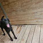 Pies do adopcji, Orzechowce, 3 września 2025