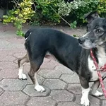 Znaleziono psa, Toruń, 7 września 2025