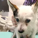 PIES PRZYWIEZIONY Z INTERWENCJI 07-09-2025