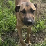 Diego mix owczarka belgijskiego