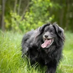 Oddam psa, Warszawa, 9 września 2025