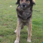 Pies do adopcji, Grudziądz, 2 września 2025