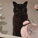 Zaginął kot, Gdynia, 9 września 2025