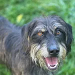 Pies do adopcji, Jelenia Góra, 5 września 2025