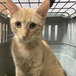 Kocurek poz. 25/618/K