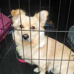 Znaleziono psa, Sosnowiec, 7 września 2025