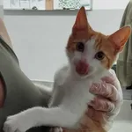 Znaleziono kota, Toruń, 7 września 2025