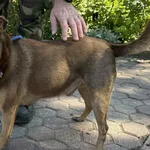 Znaleziono psa, Toruń, 4 września 2025