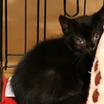 Znaleziono kota, Wałbrzych, 6 września 2025