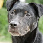 Kuba - spokojny, łagodny psiak szuka PILNIE domu!