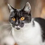 Kot do adopcji, Częstochowa, 10 kwietnia 2025