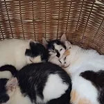 Kot do adopcji, Orzechowce, 5 września 2025