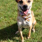 Pies do adopcji, Grudziądz, 19 sierpnia 2025