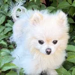 Zaginął pies, Łódź, 9 września 2025