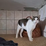 Kot do adopcji, Orzechowce, 26 sierpnia 2025