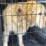 Znaleziono psa, Radom, 6 września 2025