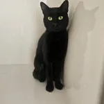 Kot do adopcji, Orzechowce, 9 września 2025