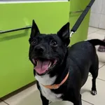 Znaleziono psa, Gdańsk, 10 września 2025