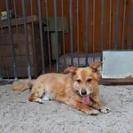 Oddam psa, Warszawa, 10 września 2025